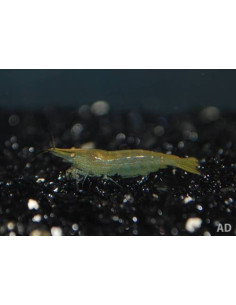 Crevette Green Jade (Neocaridina davidi var. Green Jade) 1-1,5cm