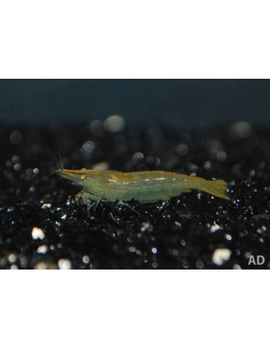Crevette Green Jade (Neocaridina davidi var. Green Jade) 1-1,5cm