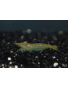 Crevette Green Jade (Neocaridina davidi var. Green Jade) 1-1,5cm