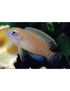 Conchylicole brevis (Neolamprologus brevis) 2,5-3cm