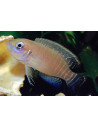 Conchylicole brevis (Neolamprologus brevis) 2,5-3cm