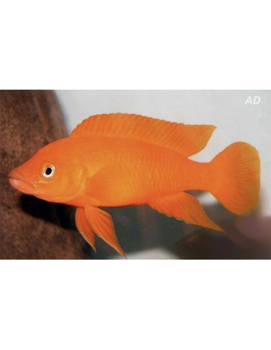 Neolamprol. Leleupi Orange 3-4cm