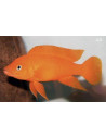 Neolamprol. Leleupi Orange 3-4cm