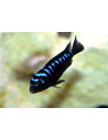 Pseudotropheus elongatus Neon Spot (Pseudo. elongatus Neon Spot) 4-5cm