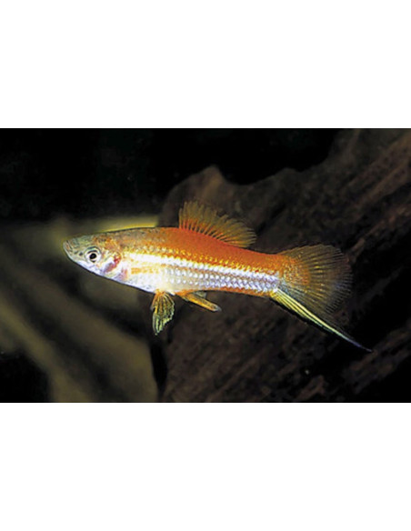 Xiphophorus Hellerii Neon 4-5cm