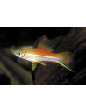 Xiphophorus Hellerii Neon 4-5cm