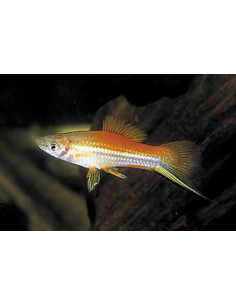 Xiphophorus Hellerii Neon 4-5cm