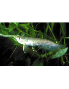 Arowana argentée (Osteoglossum bicirrhosum) 12-15cm
