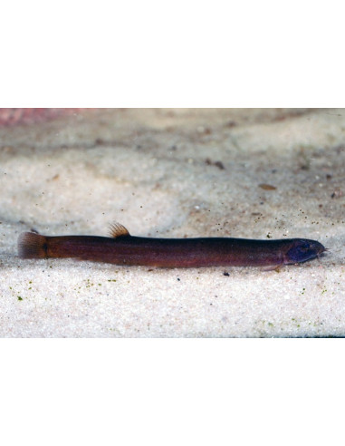 Loche Pangio pangia Black (Pangio pangia) 4-5cm