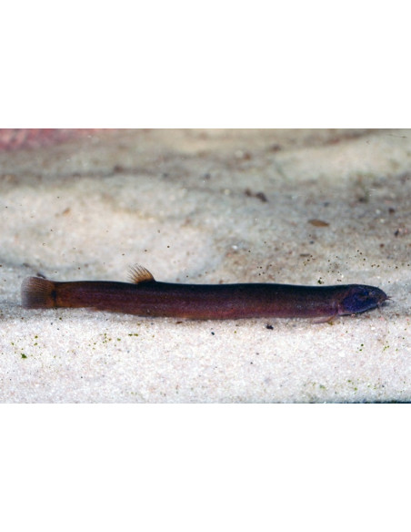 Loche Pangio pangia Black (Pangio pangia) 4-5cm