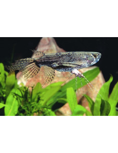 Poisson-papillon (Pantodon buchholzi) 5,5-6,5cm Wild