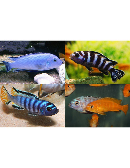 Pseudotropheus zebra Red/Blue (Pseudo. zebra Red/Blue) 4-5cm