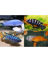 Pseudotropheus zebra Red/Blue (Pseudo. zebra Red/Blue) 4-5cm