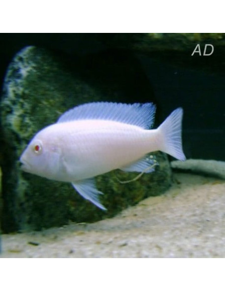 Pseudotropheus socolofi White (Pseudotr. socolofi White) 2-3cm