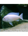 Pseudotropheus socolofi White (Pseudotr. socolofi White) 2-3cm