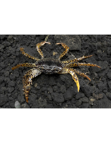 Crabe panthère (Parathelphusa pantherina) 3-3,5cm Wild