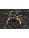 Crabe panthère (Parathelphusa pantherina) 3-3,5cm Wild