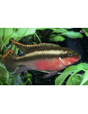 Kribensis (Pelvicachromis kribensis) 3,5-4,5cm