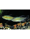 Tétra du Congo (Phenacogrammus interruptus) 3-4cm