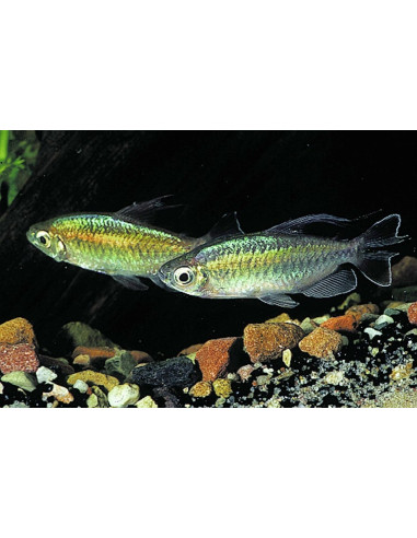 Tétra du Congo (Phenacogrammus interruptus) 4-5cm