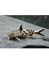 Synodontis Petricola 2-2,5cm