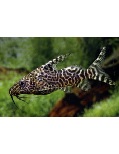 Synodontis Eupterus 3-4cm
