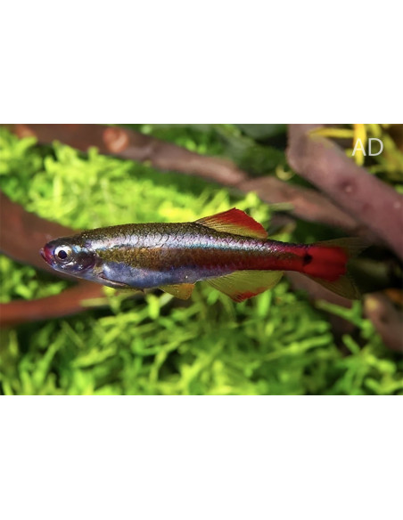 Tanichthys albonubes (Tanichthys albonubes) 1,5-2cm