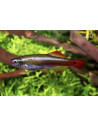 Tanichthys Albonubes 2-2,5cm