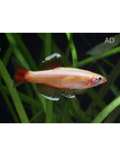Tanichthys Albonubes Gold 1,5-2cm