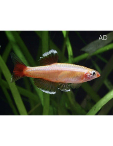 Tanichthys albonubes Gold (Tanichthys albonubes Gold) 1,5-2cm