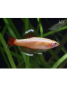 Tanichthys Albonubes Gold 2-2,5cm