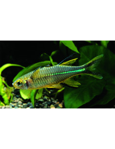 Poisson arc-en-ciel Marosatherina (Marosatherina ladigesi) 2-2,5cm