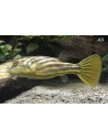 Tetraodon lineatus fahaka 12-15CM