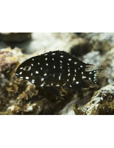 Tropheus duboisi (Tropheus duboisi) 3-4cm