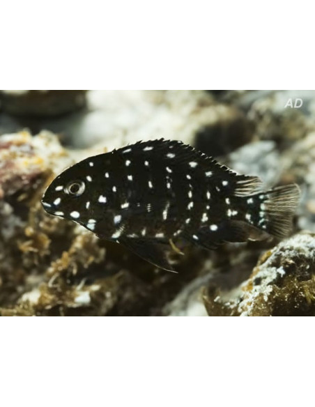 Tropheus duboisi (Tropheus duboisi) 3-4cm