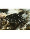 Tropheus duboisi (Tropheus duboisi) 3-4cm