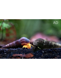 Escargot Tylomelania assortiment (Tylomelania sp. Assorted) 4-5cm Wild