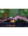 Escargot Tylomelania assortiment (Tylomelania sp. Assorted) 4-5cm Wild