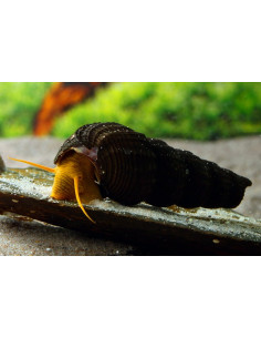 Escargot Golden rabbit  (Tylomelania sp. Orange Poso) 4-5cm Wild