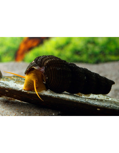 Escargot Golden rabbit  (Tylomelania sp. Orange Poso) 4-5cm Wild