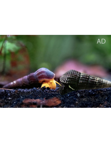 Escargot Tylomelania marwotoae (Tylomelania marwotoae) 4-5cm Wild