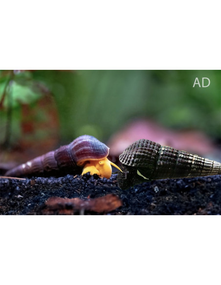 Escargot Tylomelania marwotoae (Tylomelania marwotoae) 4-5cm Wild