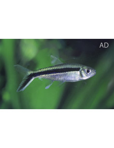 Tétra pingouin (Thayeria boehlkei) 2,5-3cm