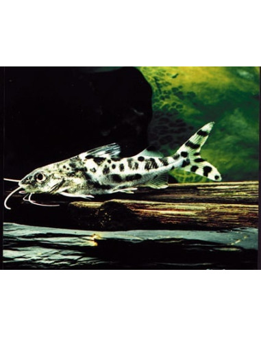 silure ange (Pimelodus pictus) 5-6cm Wild