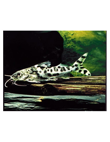 silure ange (Pimelodus pictus) 5-6cm Wild