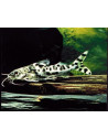 silure ange (Pimelodus pictus) 5-6cm Wild
