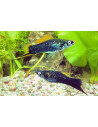 Xiphophorus Hellerii Black 4-5cm