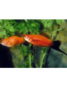 Xipho Wagtail Mix (Xiphophorus hellerii Wagtail Mix) 4-5cm