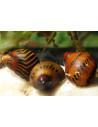 Néritine assortiment (Neritina sp. Assorted) 1-1,5cm Wild
