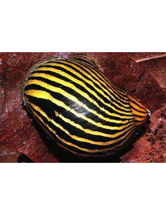 Escargot zébré Filopaludina (Filopaludina sp. Zebra) 1-1,5cm Wild